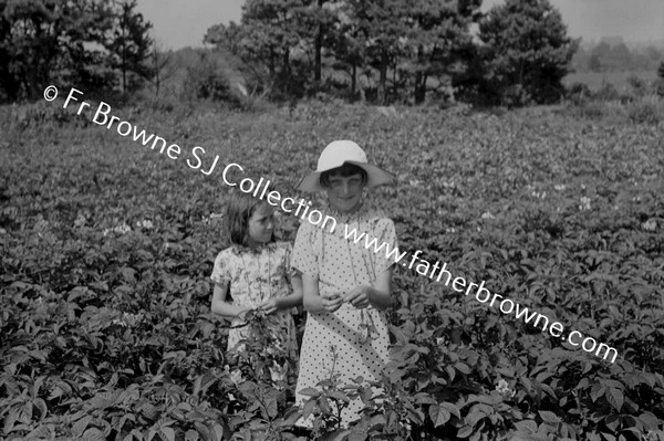 IN THE POTATO FIELDS  KATHLEEN HASLAM